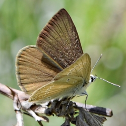 Polyommatus admetus